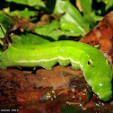 Elephant hawkmoth
