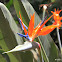 Bird of Paradise