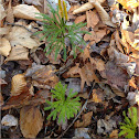 Princess Pine (Club Moss)