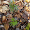 Princess Pine (Club Moss)