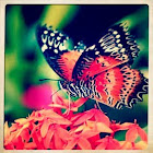 Malayan lacewing