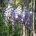 Texas Wisteria