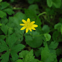 Lesser Celandine
