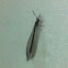 Antlion Lacewing
