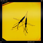 Water Scorpion