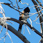 Spotted Towhee