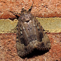 Copper Underwing