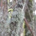Lichen