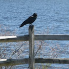 American Crow