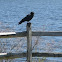 American Crow