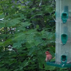 Purple finch