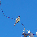 Brown-crested Flycatcher