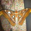 Atlas moth