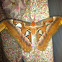 Atlas moth