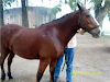 Vendo Caballo Overo Garantizadoo