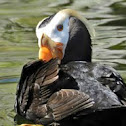 Tufted Puffin