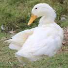 Pekin Duck
