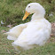 Pekin Duck