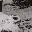Eastern Gray Squirrel