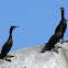 cormorants