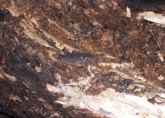 Spotting Image 1