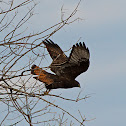 Red-Tailed Hawk