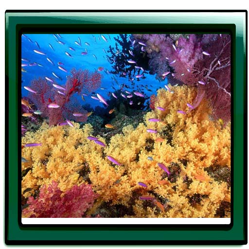 Aquarium Mega Live Wallpaper 生活 App LOGO-APP開箱王