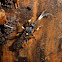 Ichneumon wasp