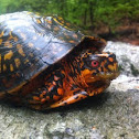 Eastern Box Turtle