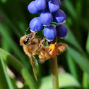bee