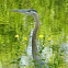 Blue Heron