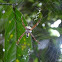 St Andrew's Cross Spider  