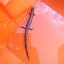 Ground skink