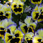 Pansies