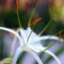 Hymenocallis