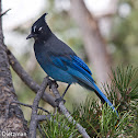 Steller's Jay