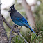 Steller's Jay