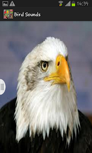 How to download Bird Sounds patch 1.0 apk for android