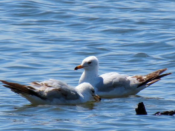 Spotting Image 1