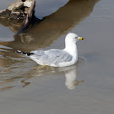 Ring-billed Gull