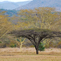 Umbrella Tree