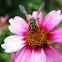 Apoid Wasp