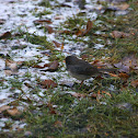 Dark-eyed Junco "slate-coloured"