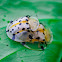 Tortoiseshell beetle