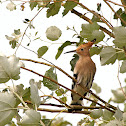 Abubilla (Hoopoe)