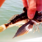 Sea Robin