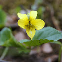 Yellow Violet
