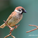 Eurasian Tree Sparrow