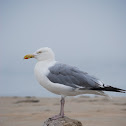 Herring Gull