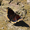Mourning Cloak